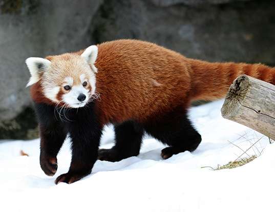 Picture of a red panda (Ailurus fulgens)