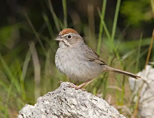 Picture of a rufous-crowned sparrow (Aimophila ruficeps)