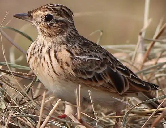 Picture of a eurasian skylark (Alauda arvensis)