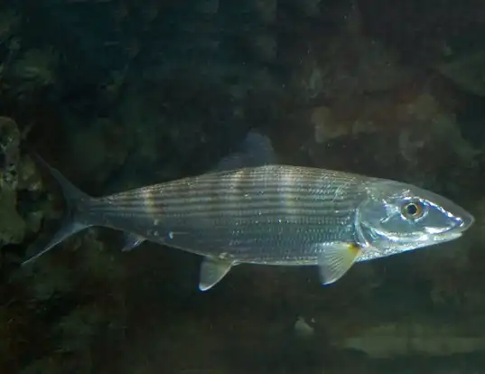 Picture of a bonefish (Albula vulpes)