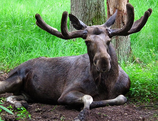 Picture of a moose (Alces alces)