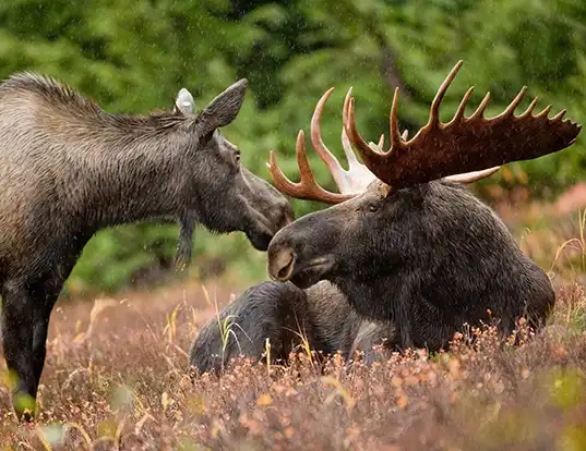 Picture of a siberian elk (Alces americanus)