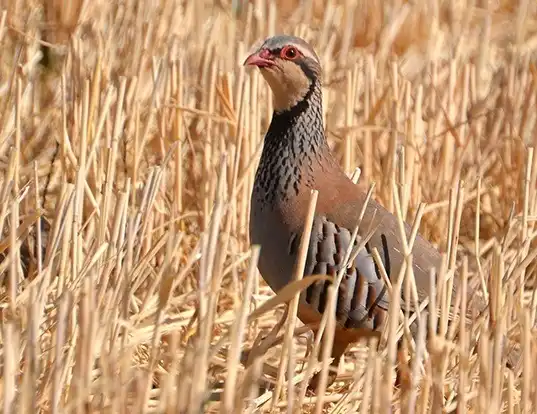 Picture of a red-legged partridge (Alectoris rufa)