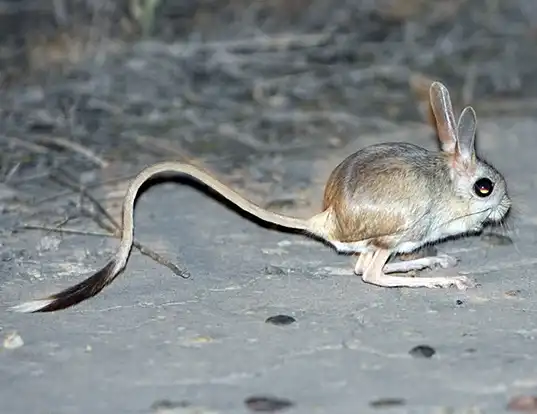 Picture of a small five-toed jerboa (Allactaga elater)