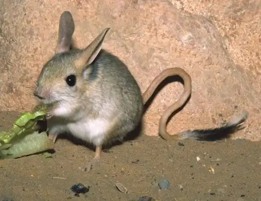 Picture of a euphrates jerboa (Allactaga euphratica)