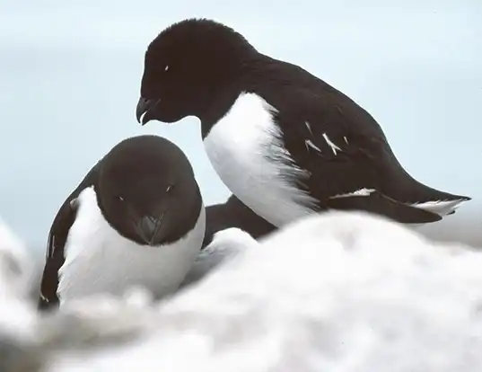 Picture of a little auk (Alle alle)