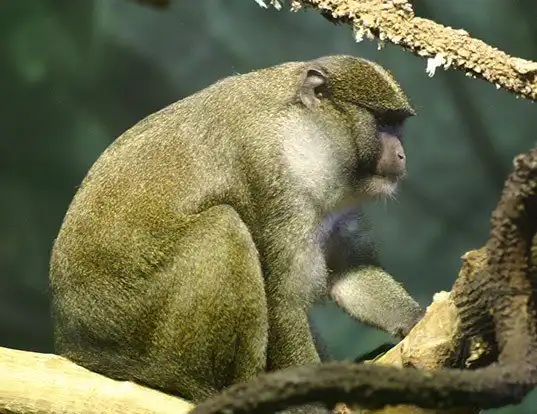 Picture of a allen's swamp monkey (Allenopithecus nigroviridis)