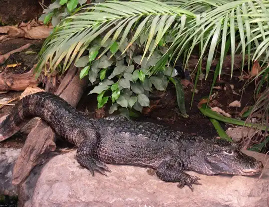 Picture of a chinese alligator (Alligator sinensis)