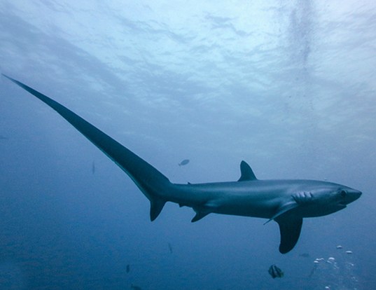 Picture of a pelagic thresher (Alopias pelagicus)