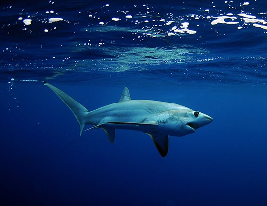 Picture of a bigeye thresher shark (Alopias superciliosus)