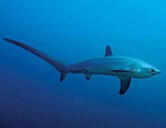 Picture of a thresher shark (Alopias vulpinus)