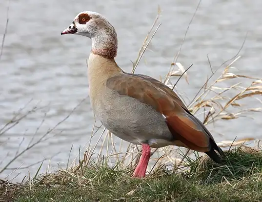 Picture of a egyptian goose (Alopochen aegyptiaca)