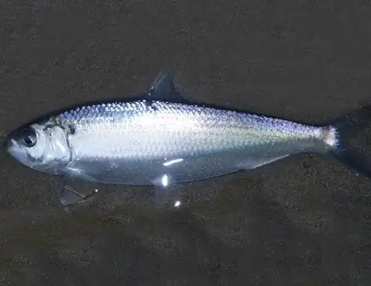 Picture of a blueback herring (Alosa aestivalis)