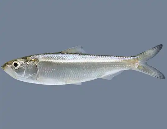 Picture of a blue herring (Alosa chrysochloris)