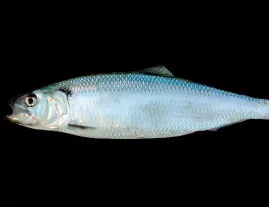 Picture of a pontic shad (Alosa pontica)
