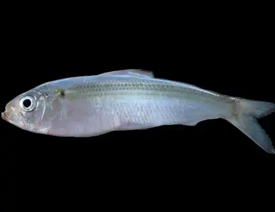 Picture of a alewife (Alosa pseudoharengus)