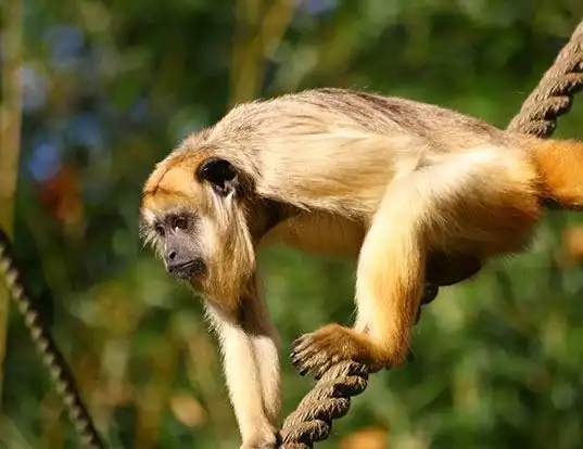 Picture of a black-and-gold howler monkey (Alouatta caraya)