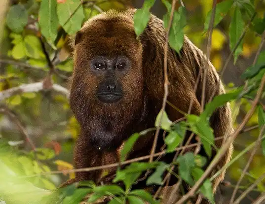 Picture of a brown howler monkey (Alouatta guariba)