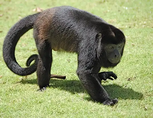 Picture of a mantled howler monkey (Alouatta palliata)