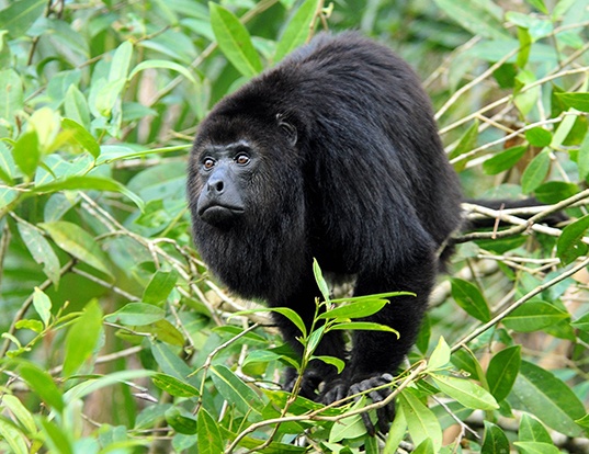 Picture of a yucatan black howler monkey (Alouatta pigra)