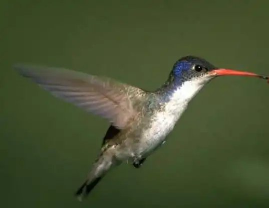 Picture of a violet-crowned hummingbird (Amazilia violiceps)