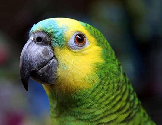 Picture of a turquoise-fronted amazon (Amazona aestiva)