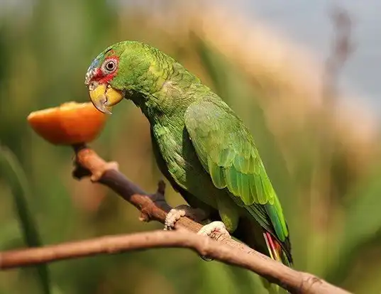 Picture of a white-fronted amazon (Amazona albifrons)