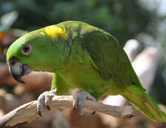 Picture of a yellow-naped amazon (Amazona auropalliata)
