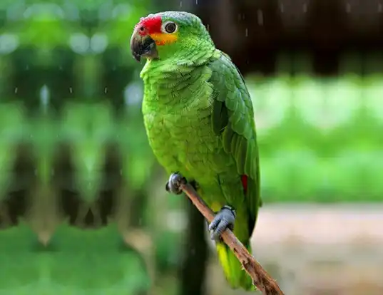 Picture of a red-lored amazon (Amazona autumnalis)