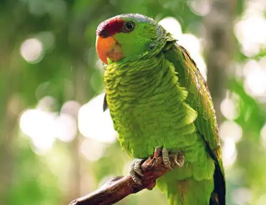 Picture of a lilac-crowned amazon (Amazona finschi)
