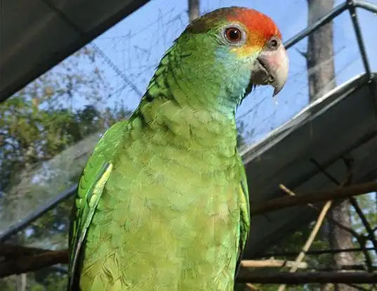 Picture of a red-browed amazon (Amazona rhodocorytha)