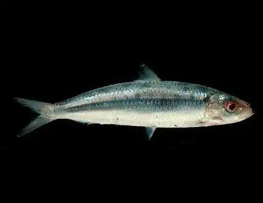 Picture of a spotted sardinella (Amblygaster sirm)