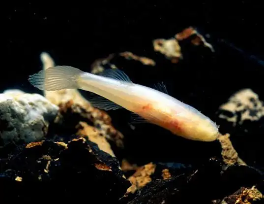 Picture of a ozark cavefish (Amblyopsis rosae)