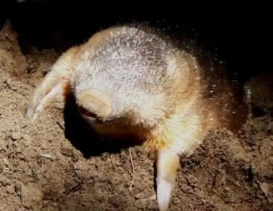 Picture of a hottentot golden mole (Amblysomus hottentotus)