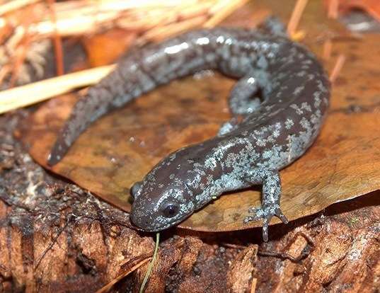 Picture of a mabee's salamander (Ambystoma mabeei)