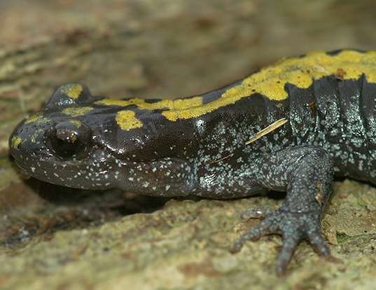 Picture of a northern long-toed salamander (Ambystoma macrodactylum krausei)