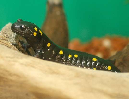 Picture of a spotted salamander (Ambystoma maculatum)