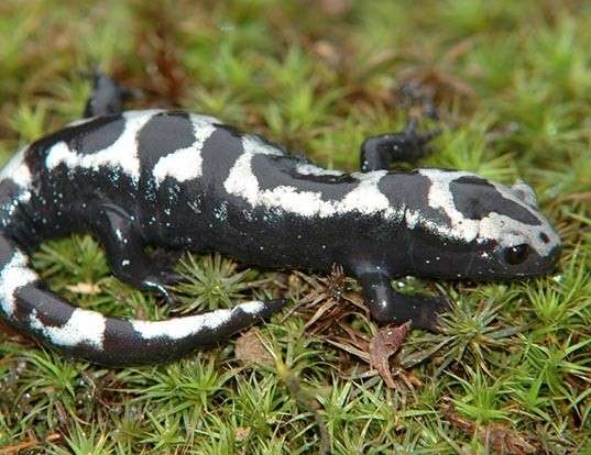 Picture of a marbled salamander (Ambystoma opacum)