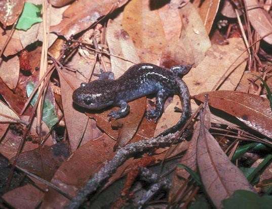 Picture of a mole salamander (Ambystoma talpoideum)