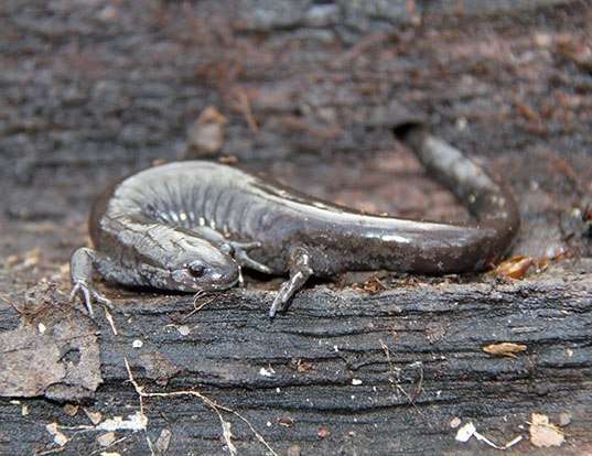 Picture of a smallmouth salamander (Ambystoma texanum)