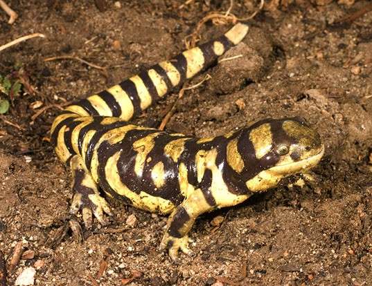 Picture of a tiger salamander (Ambystoma tigrinum)