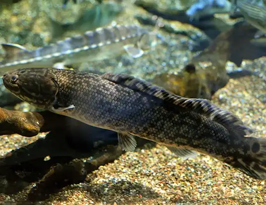 Picture of a bowfin (Amia calva)