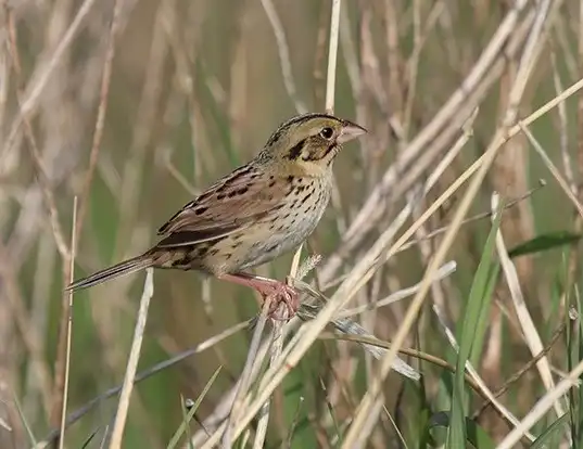 Picture of a henslow's sparrow (Ammodramus henslowii)