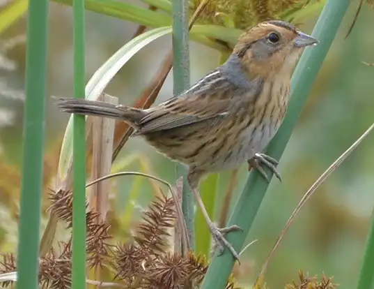 Picture of a nelson's sparrow (Ammodramus nelsoni)