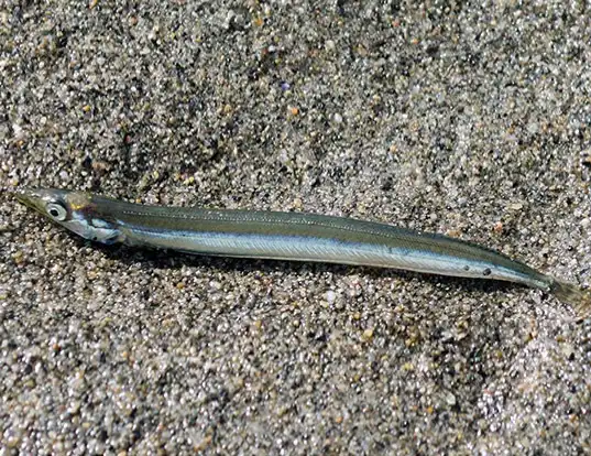 Picture of a pacific sand lance (Ammodytes hexapterus)