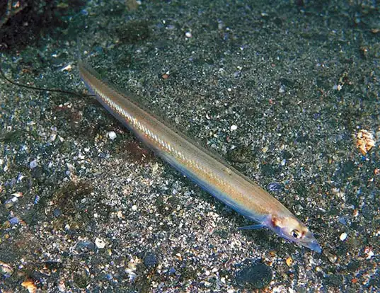 Picture of a sand eel (Ammodytes marinus)