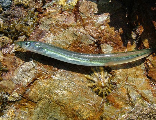 Picture of a lesser sand eel (Ammodytes tobianus)