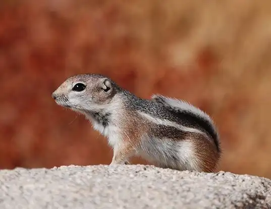Picture of a white-tailed antelope squirrel (Ammospermophilus leucurus)