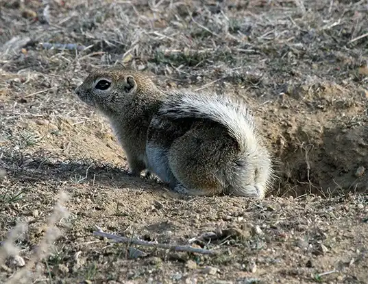 Picture of a nelson's antelope squirrel (Ammospermophilus nelsoni)