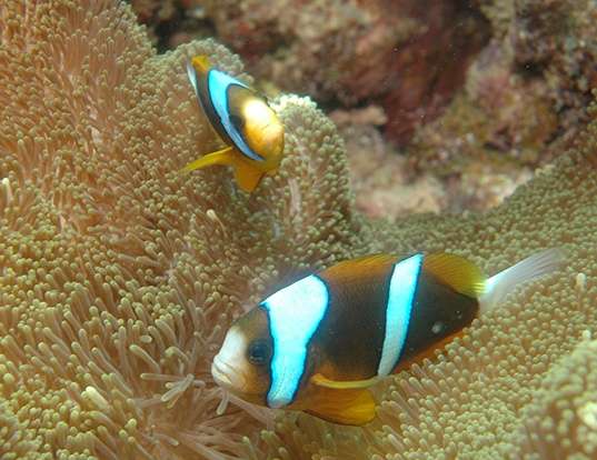 Picture of a barrier reef anemonefish (Amphiprion akindynos)